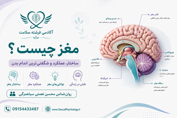 مغز چیست؟ ساختار و عملکرد مغز انسان در رفتار و روان
