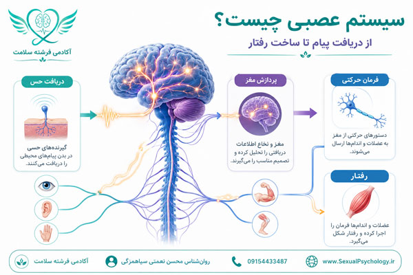 سیستم عصبی چیست؟ نقش مغز، نخاع و اعصاب در رفتار